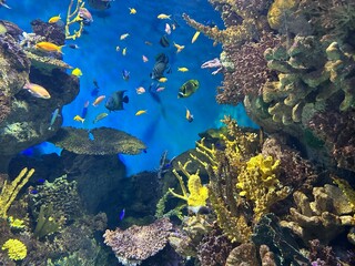Acquario Marino – Pesci Tropicali e Coralli Colorati © Stefano Gasparotto