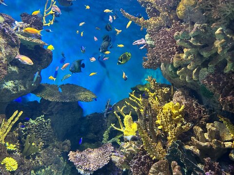 Acquario Marino &ndash; Pesci Tropicali e Coralli Colorati