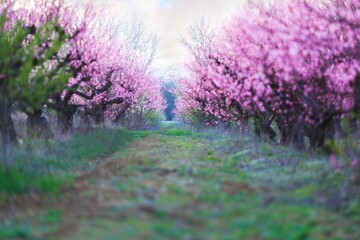 Obraz premium Beautiful Cherry Blossom or Sakura flower on nature background,soft focus and retro color toned.