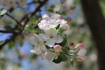 Obraz premium Delicate pink and white apple blossom cluster on a branch against a blurred blue sky