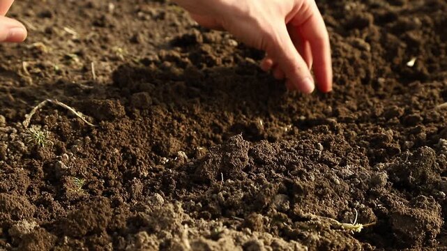 Close up of a farmer's hands sowing small seeds into fertile soil in a vegetable garden