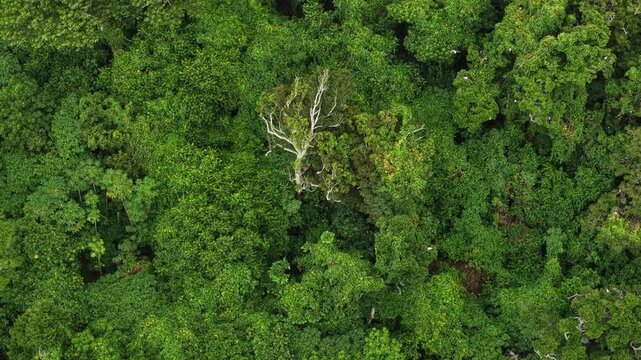 The jungle-covered island of Namena in Fiji is a largely uninhabited sanctuary for seabirds and forest birds. The island's surrounding coral reefs also support an impressive array of marine life.