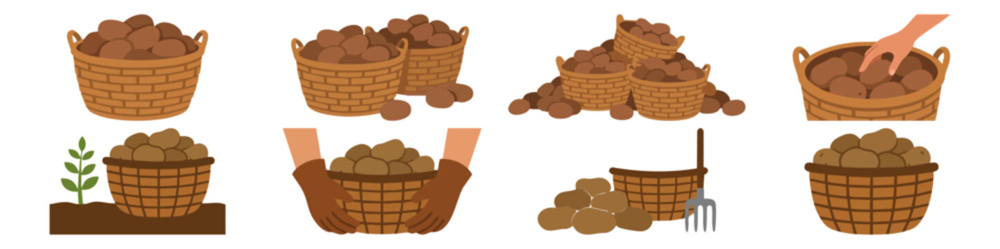  POTATO HARVEST - Woven basket filled with rustic brown potatoes  Flat Vector Illustration on Transparent Background