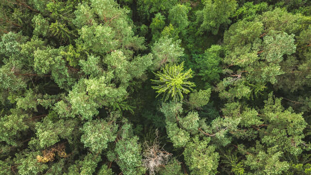 Aerial view of a dense, lush green forest canopy with varied tree types and textures