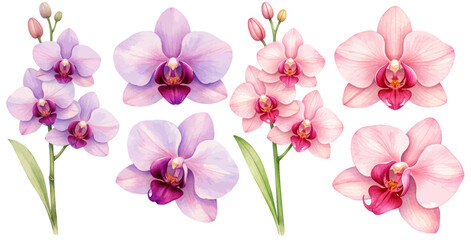 A watercolor collection of pink and purple orchid flowers, featuring delicate phalaenopsis blooms with soft petals and green stems and leaves, isolated on a transparent background. © liana