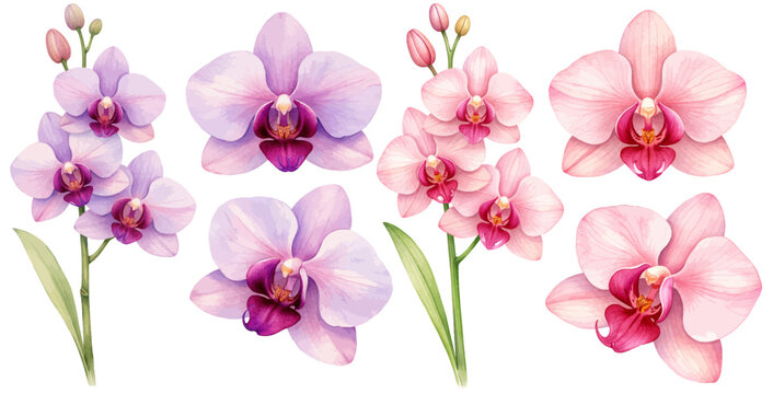 A watercolor collection of pink and purple orchid flowers, featuring delicate phalaenopsis blooms with soft petals and green stems and leaves, isolated on a transparent background.