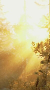Warm sunlight spills through tall trees, casting golden rays across a peaceful forest. Nature awakens as shadows dance on the ground, inviting tranquility to all who wander.
