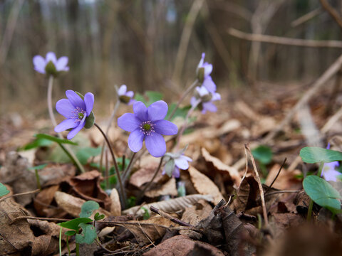 Przylaszczka pospolita (Hepatica nobilis) - zwiastun wiosny. Wiosenny las z przylaszczkami.  G&oacute;ra Bucze - Śląsk Cieszyński