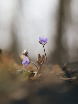 Przylaszczka pospolita (Hepatica nobilis) - zwiastun wiosny. Wiosenny las z przylaszczkami.  G&oacute;ra Bucze - Śląsk Cieszyński