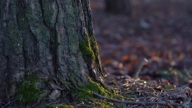 Close-up texture of a tree trunk covered in green moss. Fallen pine needles and moss cover the forest floor. Natural, detailed woodland background