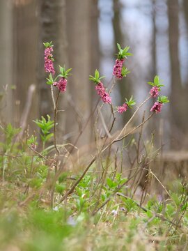 Wawrzynek wilczełyko (Daphne mezereum L.), Daphne mezereum, Mezereon, February daphne, Spurge laurel - wiosenna roślina, silnie trująca.