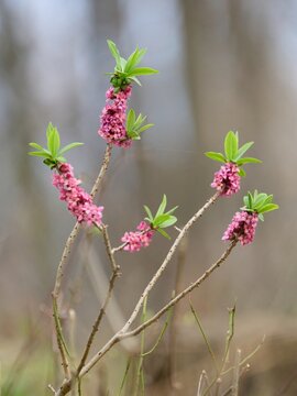 Wawrzynek wilczełyko (Daphne mezereum L.), Daphne mezereum, Mezereon, February daphne, Spurge laurel - wiosenna roślina, silnie trująca.