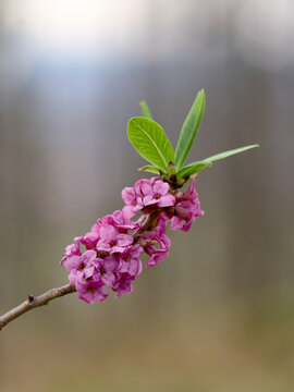 Wawrzynek wilczełyko (Daphne mezereum L.), Daphne mezereum, Mezereon, February daphne, Spurge laurel - wiosenna roślina, silnie trująca.