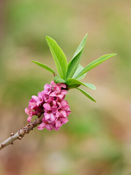 Wawrzynek wilczełyko (Daphne mezereum L.), Daphne mezereum, Mezereon, February daphne, Spurge laurel - wiosenna roślina, silnie trująca.
