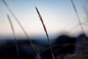 Minimalist close-up of a single dry grass stalk against a soft twilight sky background with bokeh © Oleksandr Kashcheiev