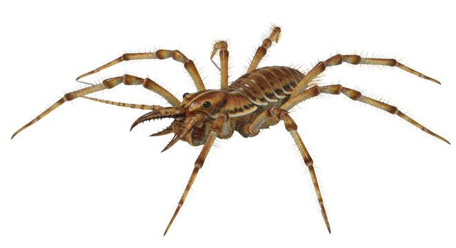 Detailed Solifuge Arachnid 3D Render