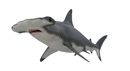 Fototapeta premium Hammerhead Shark Swimming Pose with Open Mouth and Sharp Teeth