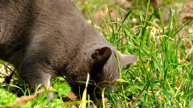Cat Hunting in Grass Looking for Prey. Focused Cat Tracking Prey in the Grass. Domestic Cat Searching for Prey in Green Grass. Cat Stalking and Hunting in Natural Grass Field.