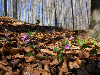 żywiec gruczołowaty (Cardamine glanduligera), Cardamine glanduligera, Dentaria glandulosa - wiosenna leśna roślina. 
