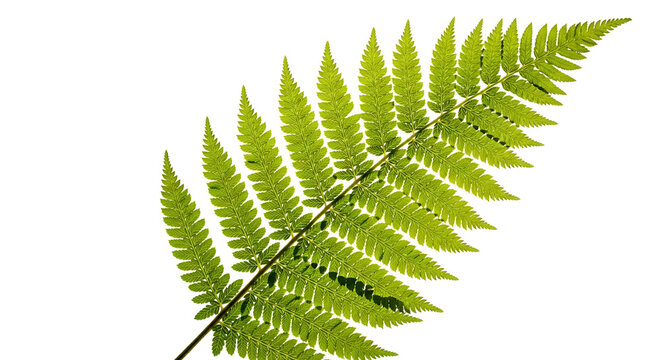 Green fern frond leaf on white background with shade plant