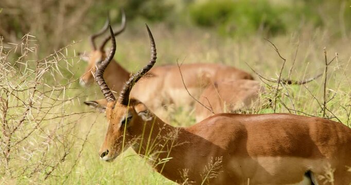 Close-up tracking shot following a group of impala antelopes as they walk through the savanna grass in Kruger National Park. Detailed view of muscle movement and sleek coats in the sun