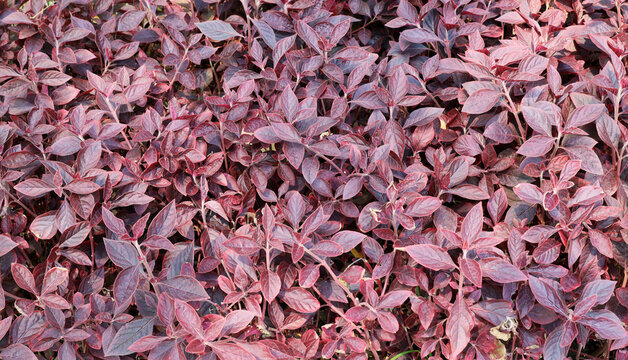 Crimson Canopy: A Tapestry of Ruby Red Foliage Aerva sanguinolenta Brazilian joyweed variety
