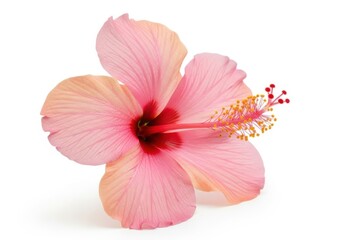 Fototapeta premium Pink hibiscus flower isolated on white background with delicate petals and stamens