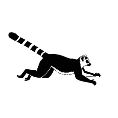 Black and white illustration of a ring-tailed lemur running across a surface. © Wiliam Robert