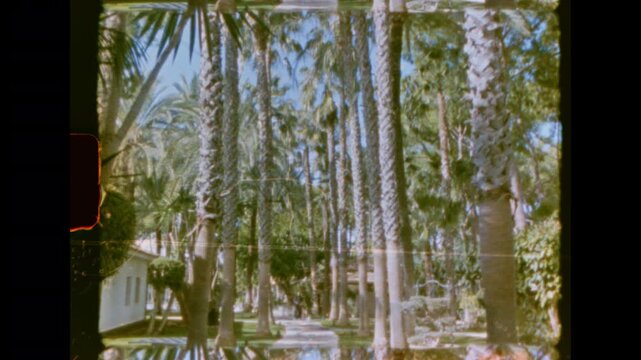 A scenic low angle shot looking up at tall palm trees and green foliage against a clear blue sky on vintage super 8 film