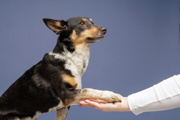 Obraz premium Dog giving paw to human hand during training interaction