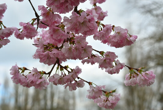 Kirschbl&uuml;ten im Fr&uuml;hling in Nordpark D&uuml;sseldorf, Deutschland