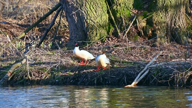 Panning tracking shot of two ducks foraging and feeding along riverbank shoreline under oak trees in sunlight. The common merganser or goosander
