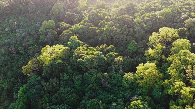 Serra do Mar mountain range covered with Atlantic rainforest