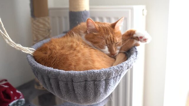 A ginger cat lies in a hemisphere-shaped bed on a cat tree. A cozy cat bed. Pet accessories and comfortable home interior for domestic animals
