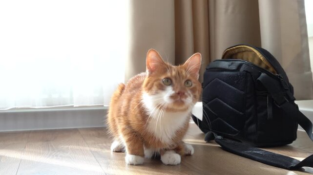 A cat itches itself with its paw, its fur flying against the sun's rays. A lazy cat. Fur and allergens in the house.