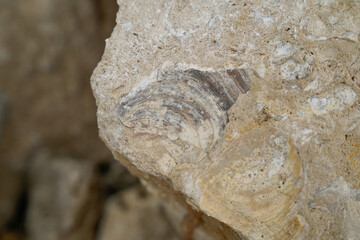 Ancient marine fossil shell embedded in limestone rock close up, Jurassic Coast Portland Dorset England © Andri
