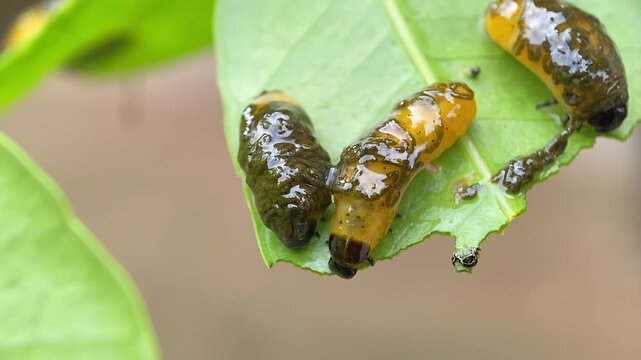 Fecal Coat Camouflage of Larva of Podontia Flea Beetle on Ambarella Leaf