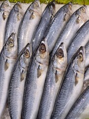 Obraz premium Fresh Mackerel Fish Arranged on Ice at Seafood Market Counter