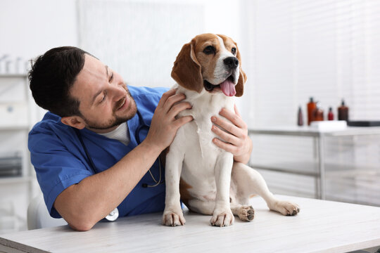 Smiling veterinarian in scrubs with cute dog at light wooden table in clinic