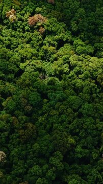 Serra do Mar mountain range covered with Atlantic rainforest