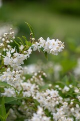 Close up of slender deutzia (deutzia gracilis) flowers in bloom