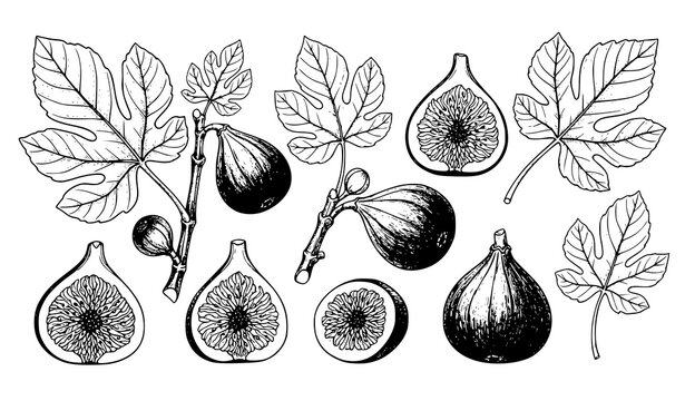 Botanical fig fruit branch with leaves hand drawn ink vector illustration collection