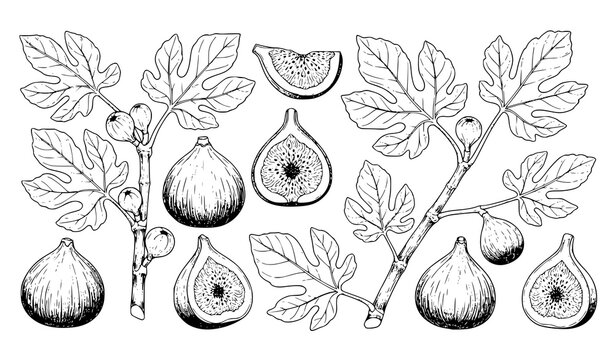 Hand drawn fig tree branch and leaves vector set detailed botanical ink illustration