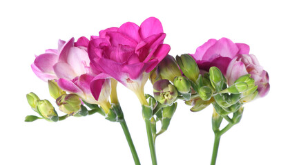 Fototapeta premium Beautiful pink freesia flowers isolated on white