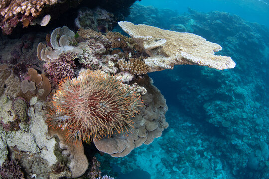 A Crown-of-Thorns Seastar, Acanthaster planci, feeds on corals on a reef in Fiji. Fiji's coral reefs support high marine biodiversity and make a popular destination for scuba divers and snorkelers.