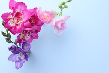 Fototapeta premium Beautiful freesia flowers on light blue background, flat lay. Space for text