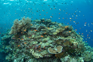 Fototapeta premium Shallow corals and fish thrive on a reef in the midst of the Bligh Channel in Fiji. Fiji's coral reefs support high marine biodiversity and make a popular destination for scuba divers and snorkelers.