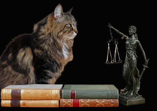 Eine Katze mit einer Justitia Figur und B&uuml;chern. Rechtssprechung f&uuml;r Tiere. Freigestellt mit schwarzem Hintergrund
