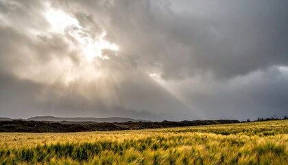 Naklejka premium Expansive golden barley field swaying in the wind under dramatic cloudy skies with sun rays breaking through.