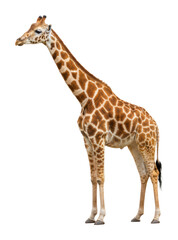 Naklejka premium Giraffe standing in animal nature scene isolated on transparent background